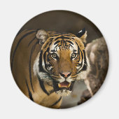 Siberian Tiger Magneet (Voorkant)