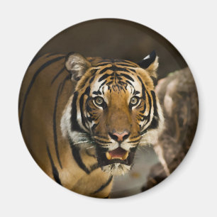 Siberian Tiger Magneet