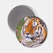 Siberian Tiger magneet (Voorkant / Achterkant)