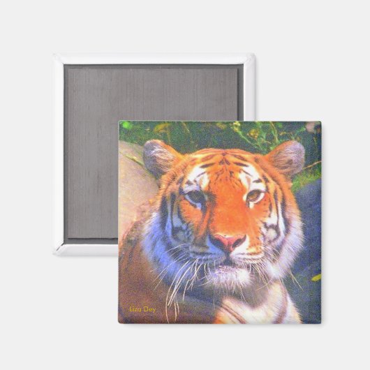 Siberian Tiger Magnet (Voorkant / Achterkant)