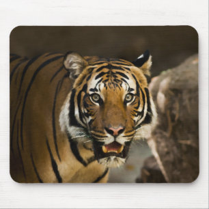 Siberian Tiger Muismat