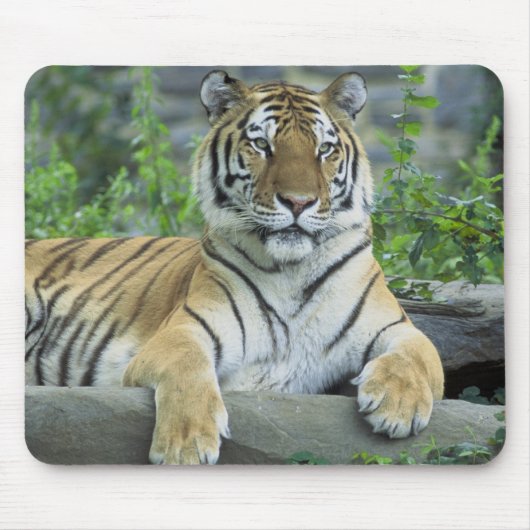 Siberian Tiger Muismat (Voorkant)