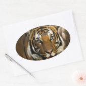 Siberian Tiger Ovale Sticker (Envelop)
