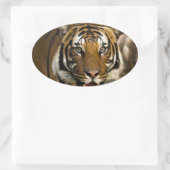Siberian Tiger Ovale Sticker (Tas)