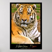 Siberian Tiger Poster (Voorkant)