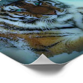 Siberian Tiger Poster (Hoek)