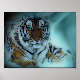 Siberian Tiger Poster