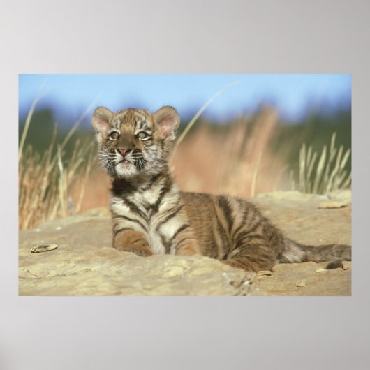 Siberian Tiger Poster (Voorkant)