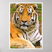 Siberian Tiger Poster (Voorkant)
