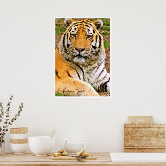 Siberian Tiger Poster (Keuken)
