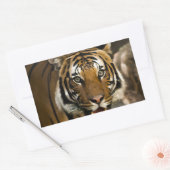 Siberian Tiger Rechthoekige Sticker (Envelop)