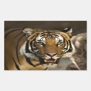 Siberian Tiger Rechthoekige Sticker