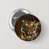 Siberian Tiger Ronde Button 5,7 Cm (Voorkant /achterkant)