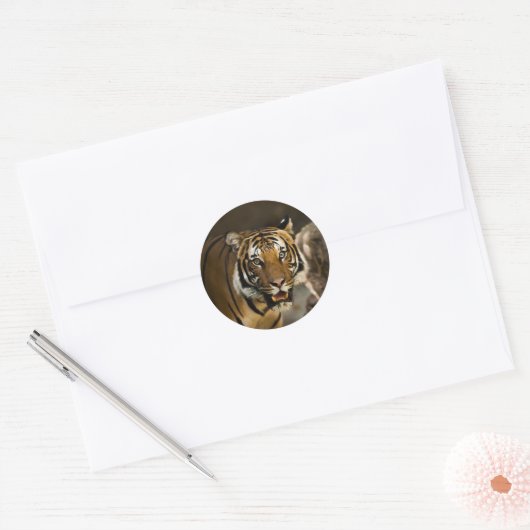 Siberian Tiger Ronde Sticker (Envelop)