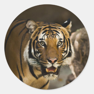 Siberian Tiger Ronde Sticker