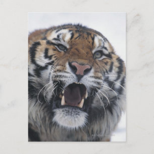 Siberian Tiger Snarling Briefkaart