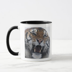 Siberian Tiger Snarling Mok