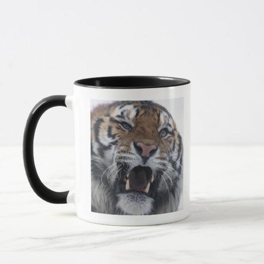Siberian Tiger Snarling Mok (Links)