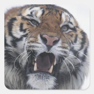 Siberian Tiger Snarling Vierkante Sticker