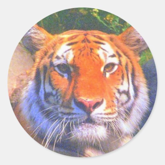 Siberian Tiger Stickers (Voorkant)