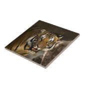 Siberian Tiger Tegeltje (Zijkant)