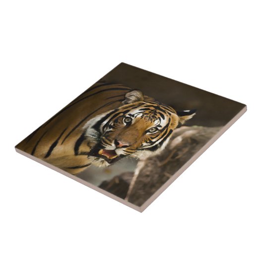 Siberian Tiger Tegeltje (Zijkant)