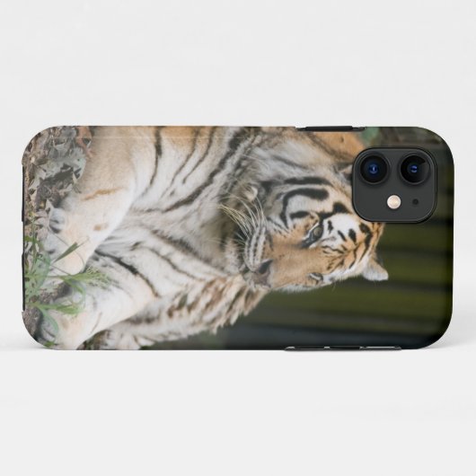 Siberian Tiger Tigress Case-Mate iPhone Case (Achterkant (horizontaal))