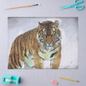 Siberian Tiger Tissuepapier (Craft)