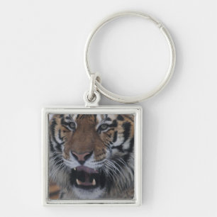 Siberian Tiger Yawning Sleutelhanger