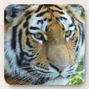 Siberian Tijger, Amur Tijger Tijger Onderzetter