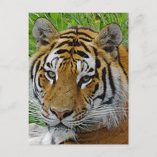 Siberian Tijger Close-up Foto van Gezicht Briefkaart
