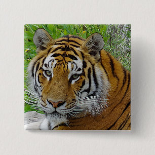 Siberian Tijger Close-up Foto van Gezicht Vierkante Button 5,1 Cm