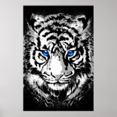 Siberian White Tiger Head - Tiger Poster Blue Eyes (Voorkant)