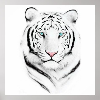 Siberian White Tiger Poster