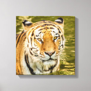 SIBERIANE TIGER OP CANVAS AFDRUK