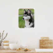 Siberië Husky 9Y570D-006 Poster (Keuken)