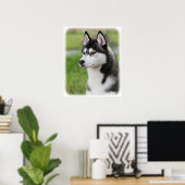 Siberië Husky 9Y570D-006 Poster (Thuiskantoor)