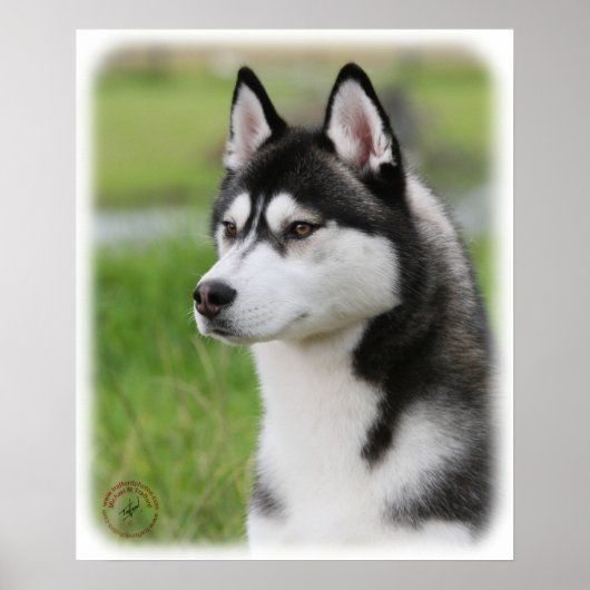 Siberië Husky 9Y570D-006 Poster (Voorkant)