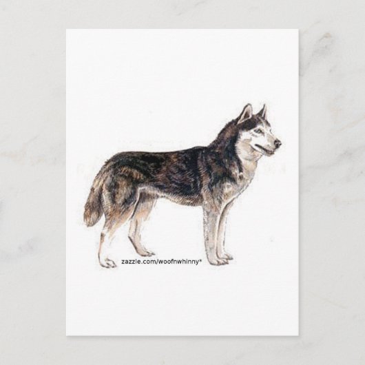Siberië Husky! Briefkaart (Voorkant)