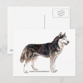 Siberië Husky! Briefkaart (Voorkant / Achterkant)