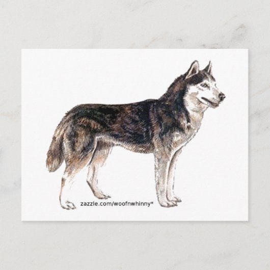 Siberië Husky! Briefkaart (Voorkant)