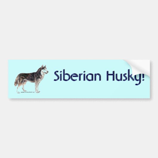 Siberië Husky! Bumpersticker (Voorkant)