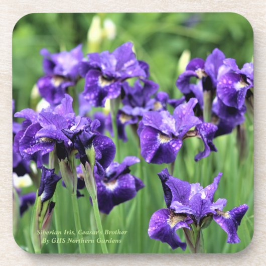 Siberië Iris, broer van Ceasar Bier Onderzetter (Voorkant)