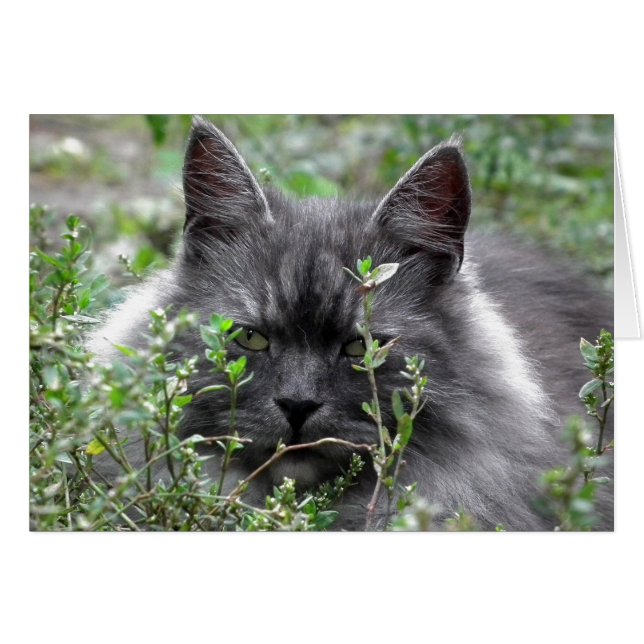 Siberië | Kat Portrait (Voorkant Horizontaal)