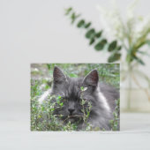 Siberië | Kat Portrait Briefkaart (Staand voorkant)