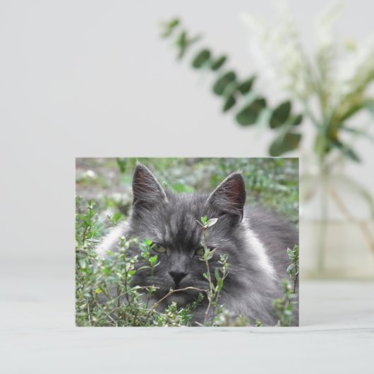 Siberië | Kat Portrait Briefkaart (Staand voorkant)