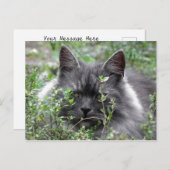 Siberië | Kat Portrait Briefkaart (Voorkant / Achterkant)