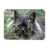Siberië | Kat Portrait Magneet (Horizontaal)