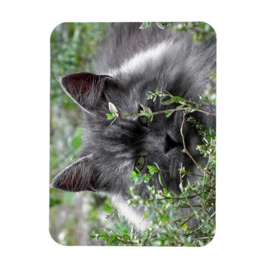 Siberië | Kat Portrait Magneet (Verticaal)