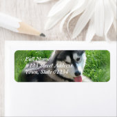 Siberisch Husky Dog Mailing Label (Insitu)
